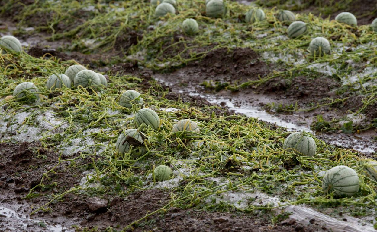 Cultivos de melón cubiertos por la lluvia en el Campo de Cartagena, tras la tormenta del lunes.