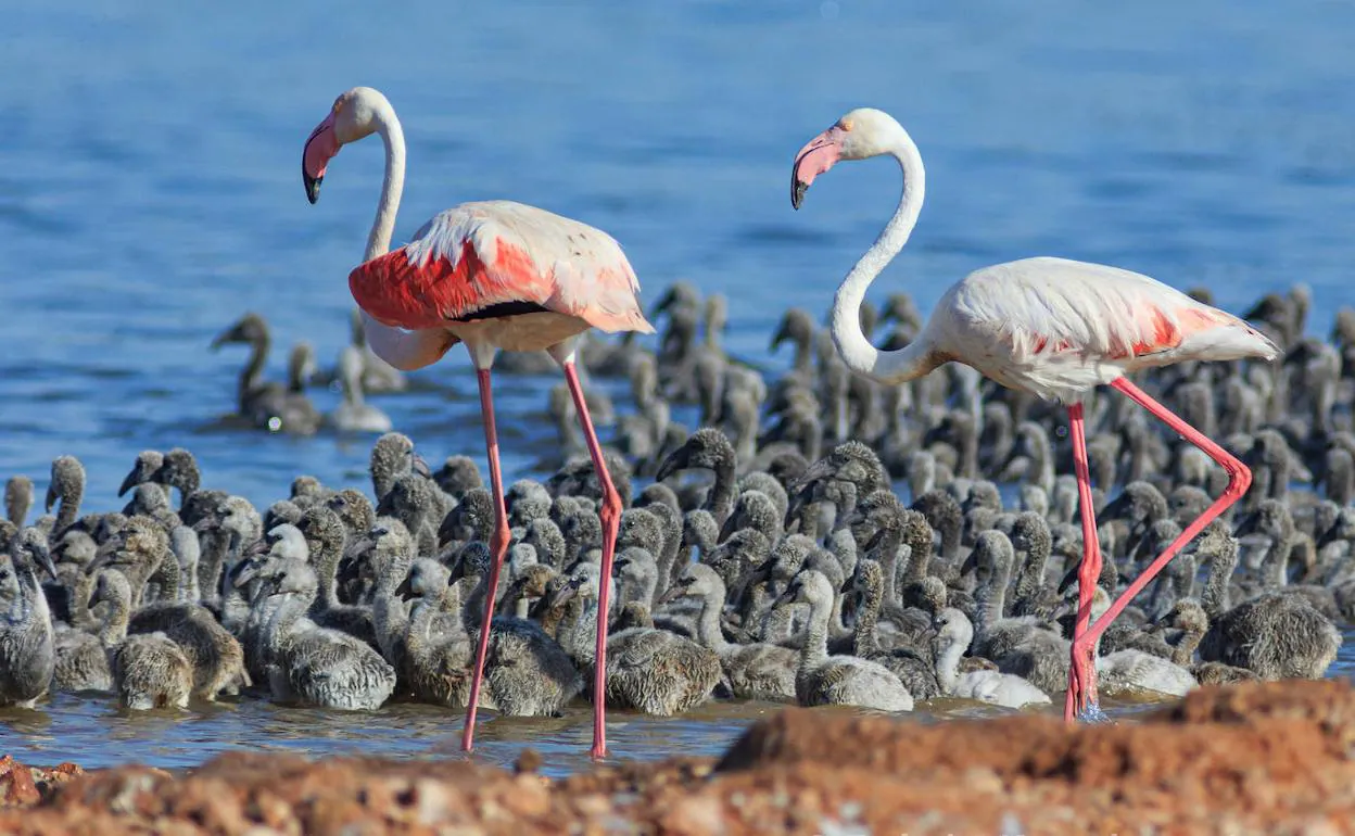 Parte de los pollos de flamenco que han nacido en las salinas de Torrevieja, junto a dos ejemplares adultos.