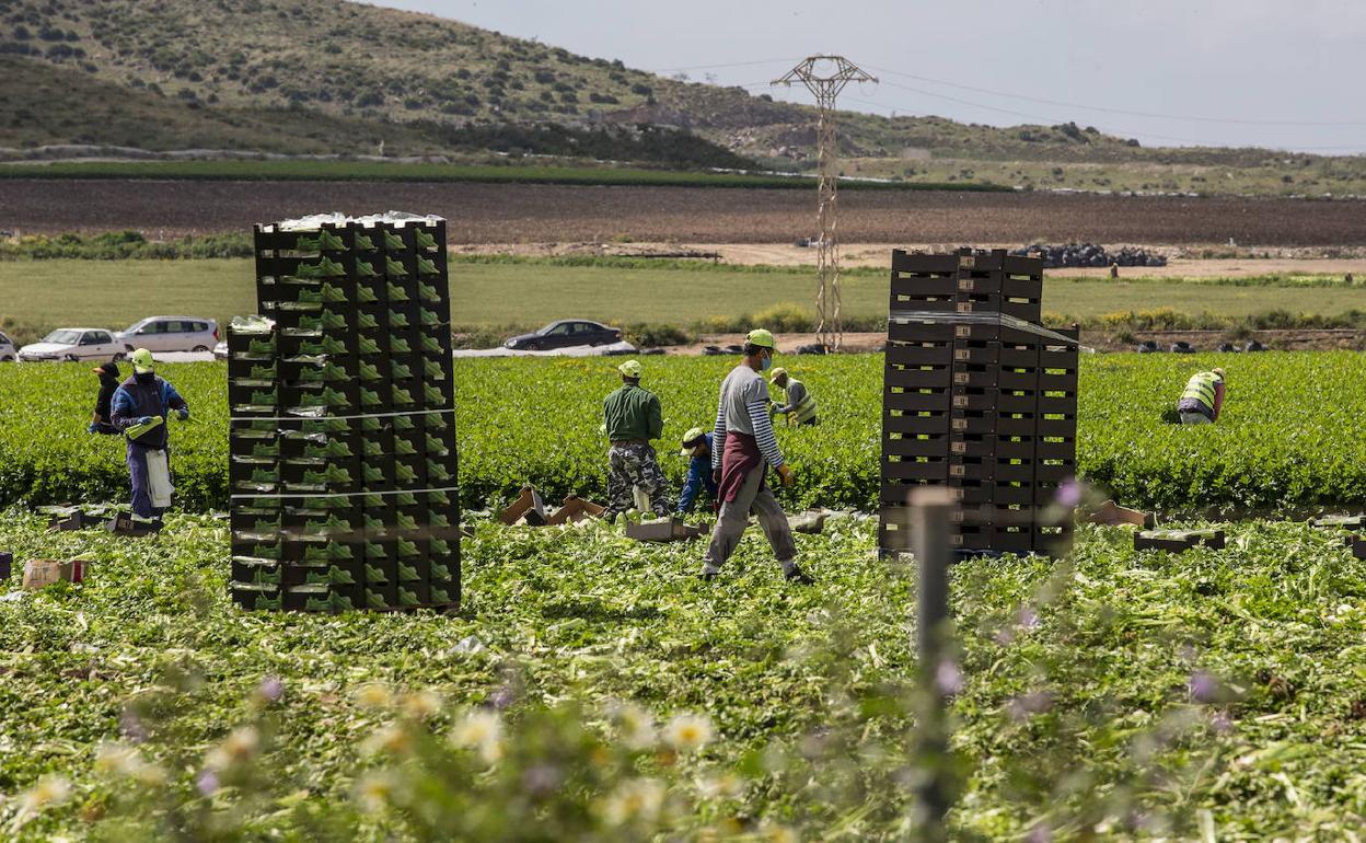 Trabajadores agrícola en el Campo de Cartagena, en una fotografía de archivo.