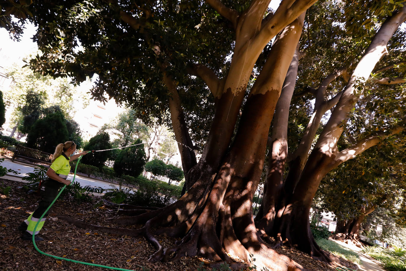 Fotos: ‘Duchas’ a los ficus para evitar la caída de ramas por el calor