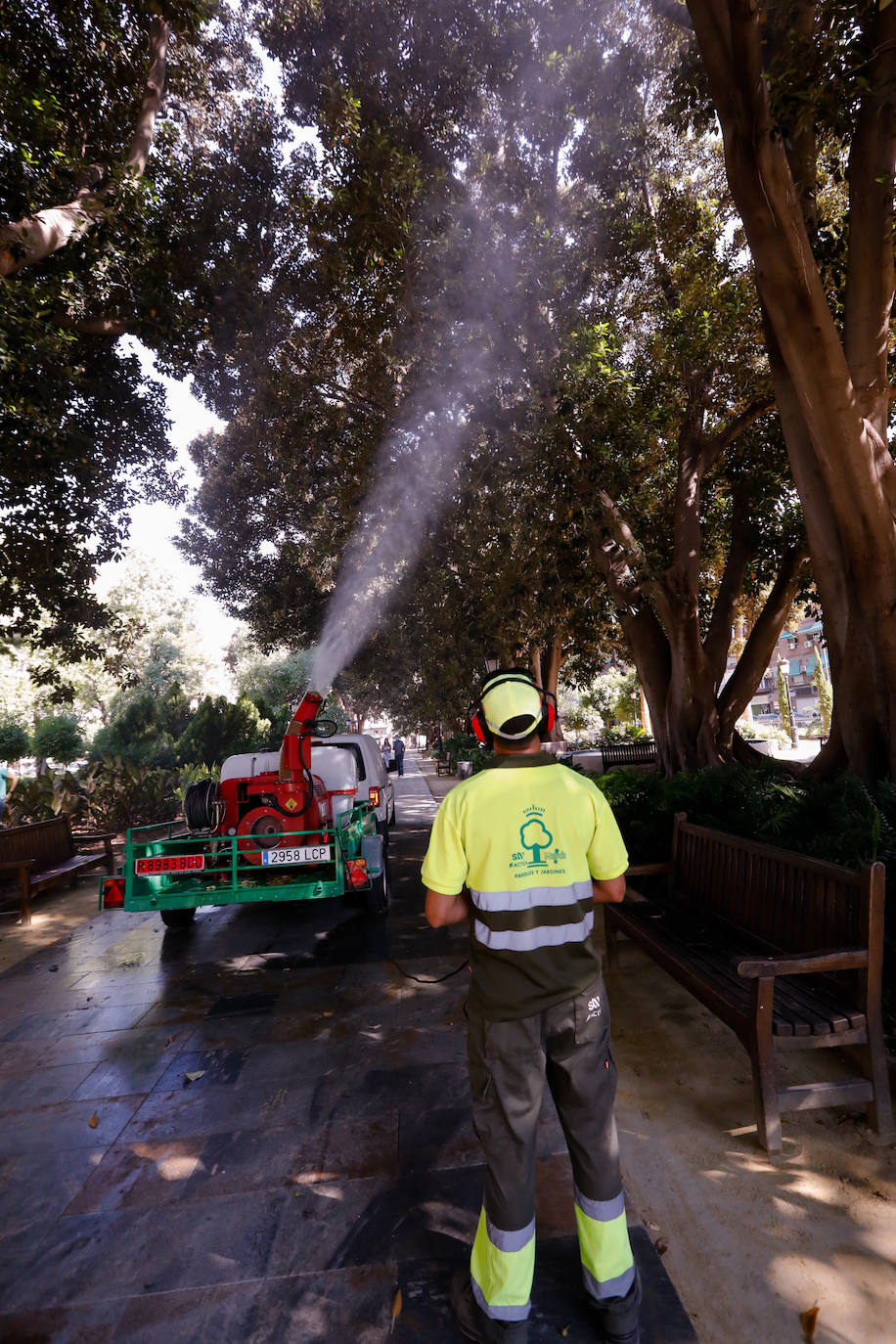 Fotos: ‘Duchas’ a los ficus para evitar la caída de ramas por el calor