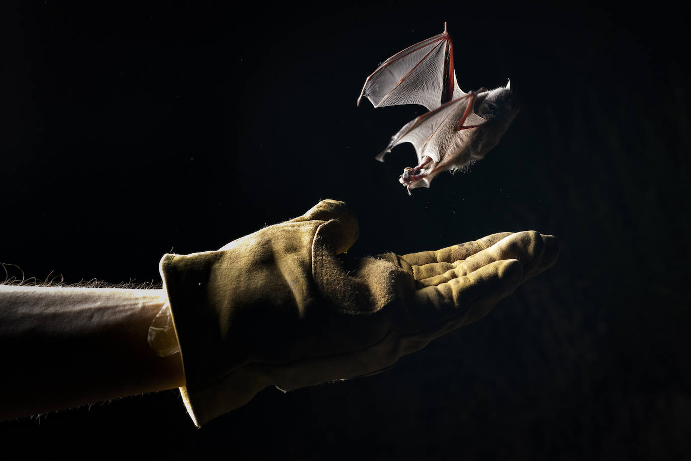 Fotos: La vida secreta del murciélago ratonero patudo