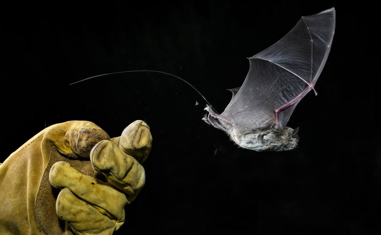Liberación de un murciélago en el interior de la Cueva de las Yeseras, una vez marcado con radioemisor.