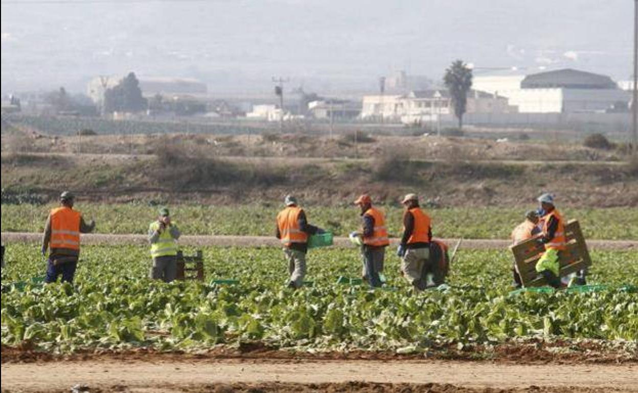 Jornaleros en el campo de Cartagena, en una imagen de archivo.