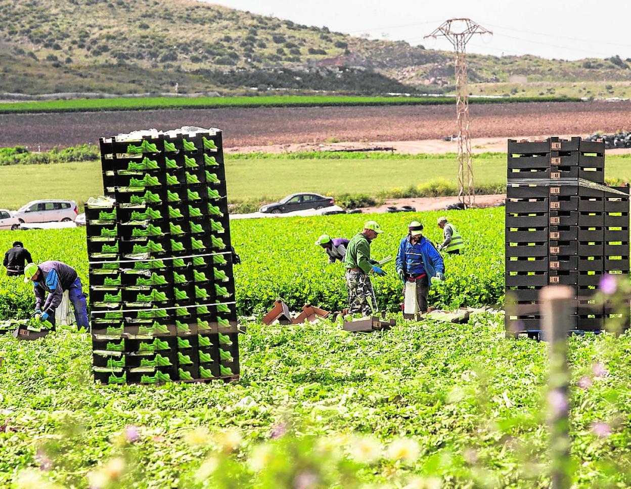Trabajadores agrarios, en una explotación en el Campo de Cartagena. 