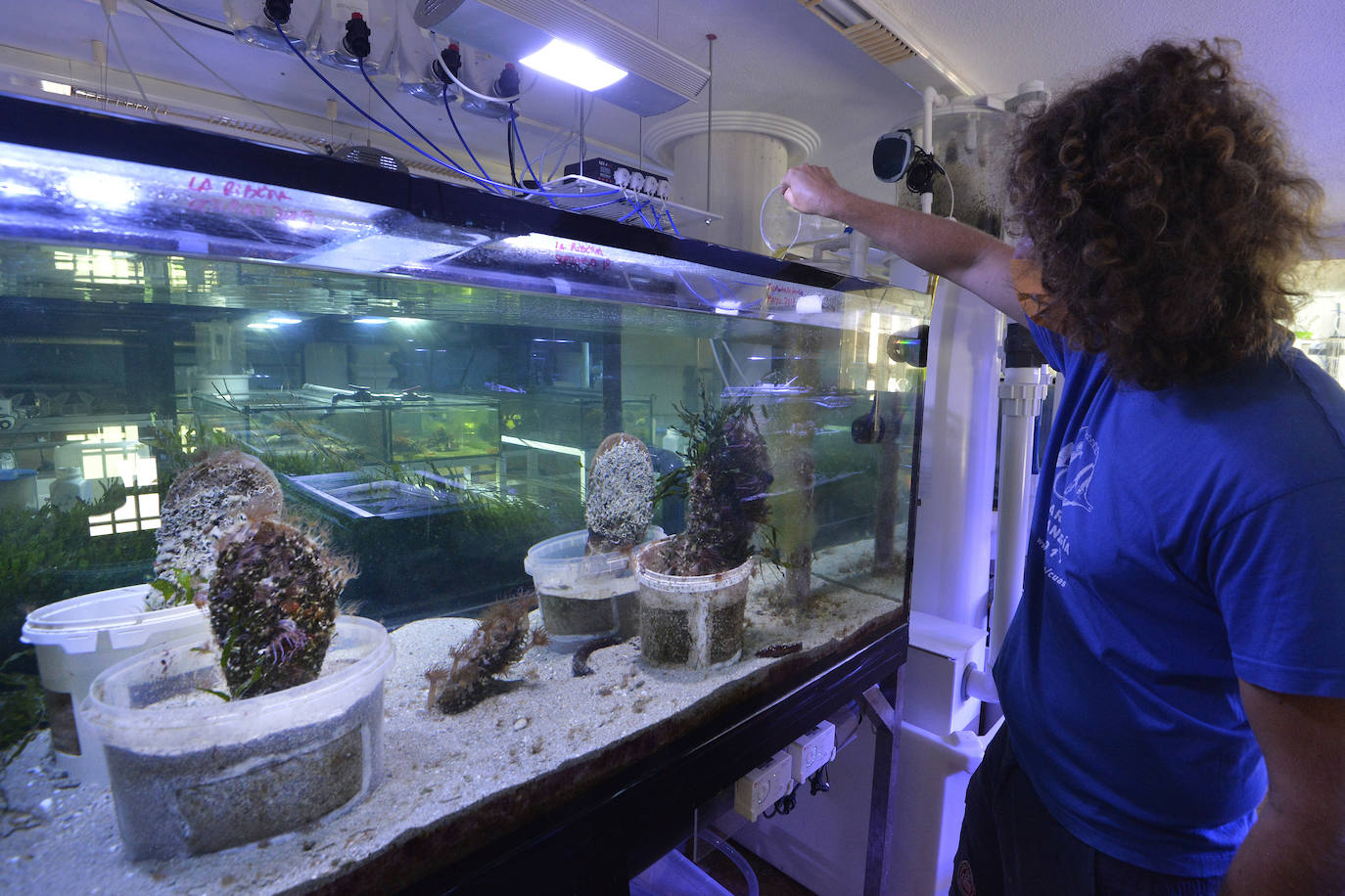 Emilio Cortés manipula una nacra en un tanque del Acuario de la UMU.