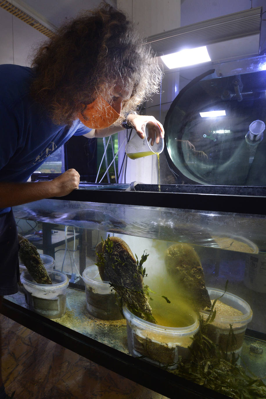 Emilio Cortés manipula una nacra en un tanque del Acuario de la UMU.