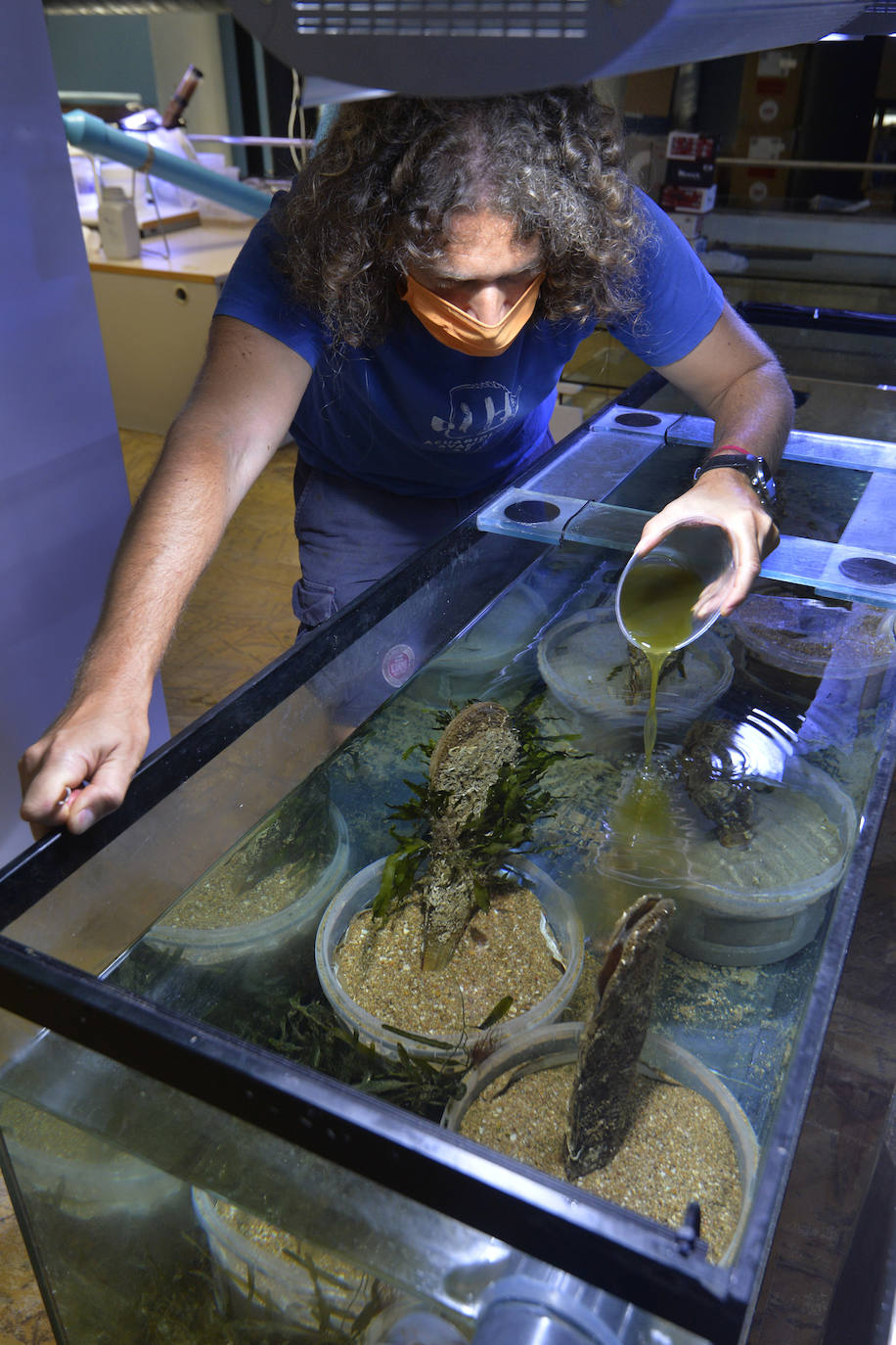 Emilio Cortés manipula una nacra en un tanque del Acuario de la UMU.