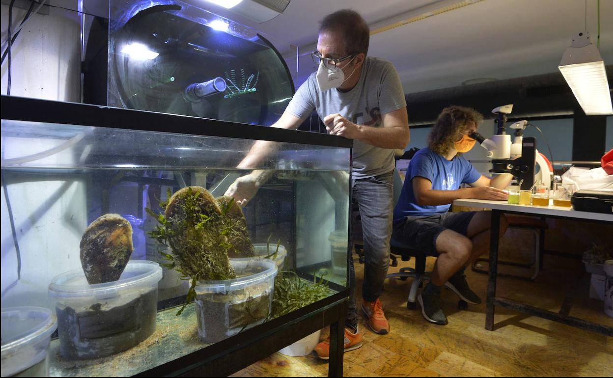 Emilio Cortés manipula una nacra en un tanque del Acuario de la UMU.