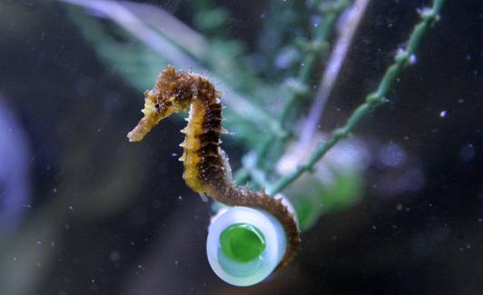 Un caballito de mar en el Acuario de la UMU.