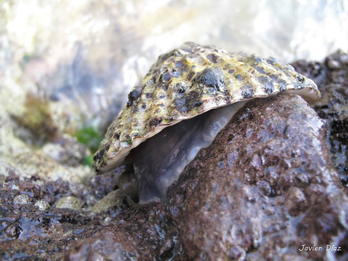 Fotos: Mucho más que una lapa