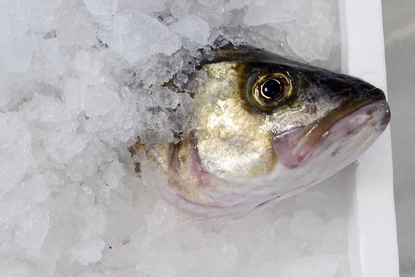 Fotos: El consejero Antonio Luengo visita la Cofradía de Pescadores de San Pedro del Pinatar