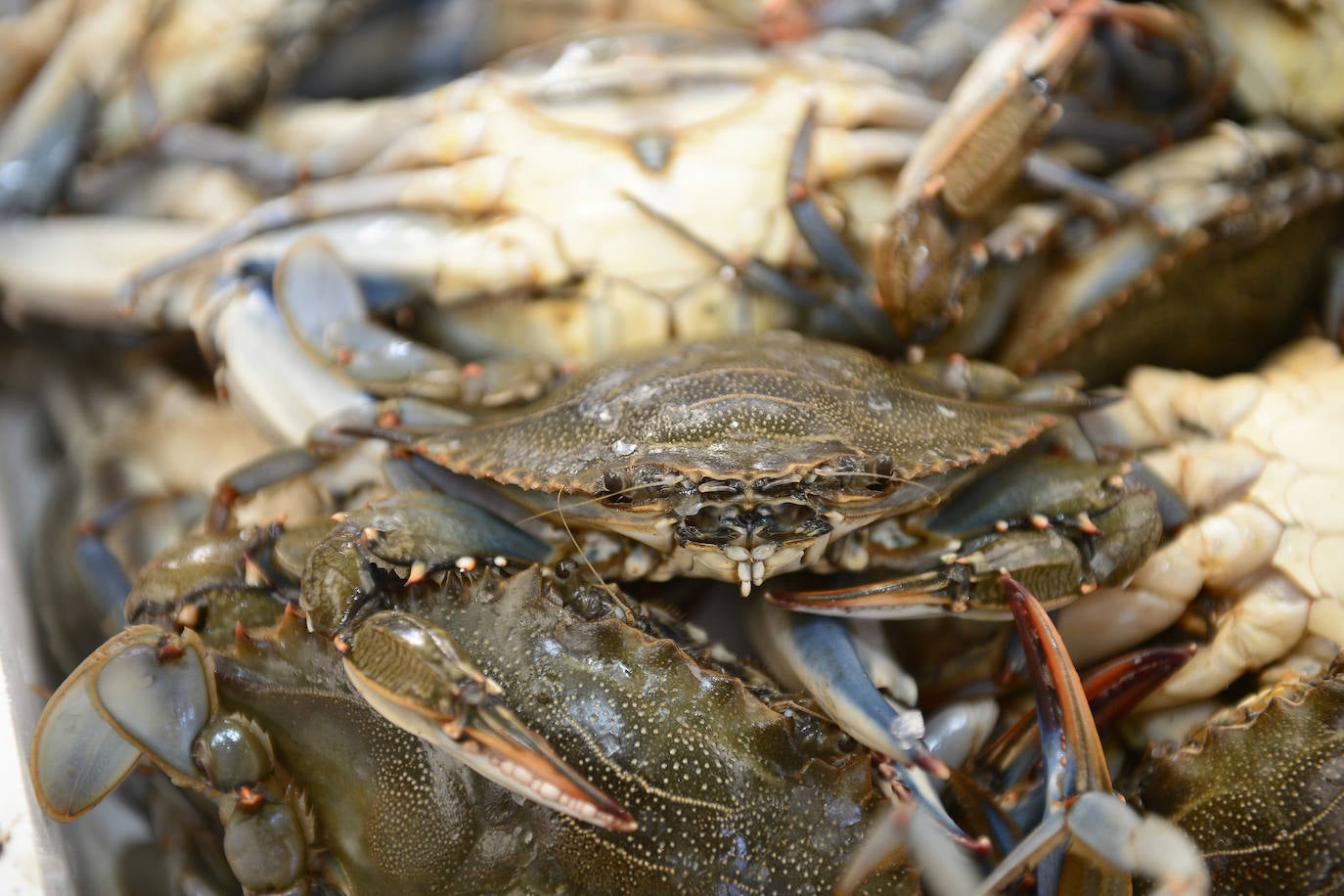 Fotos: El consejero Antonio Luengo visita la Cofradía de Pescadores de San Pedro del Pinatar