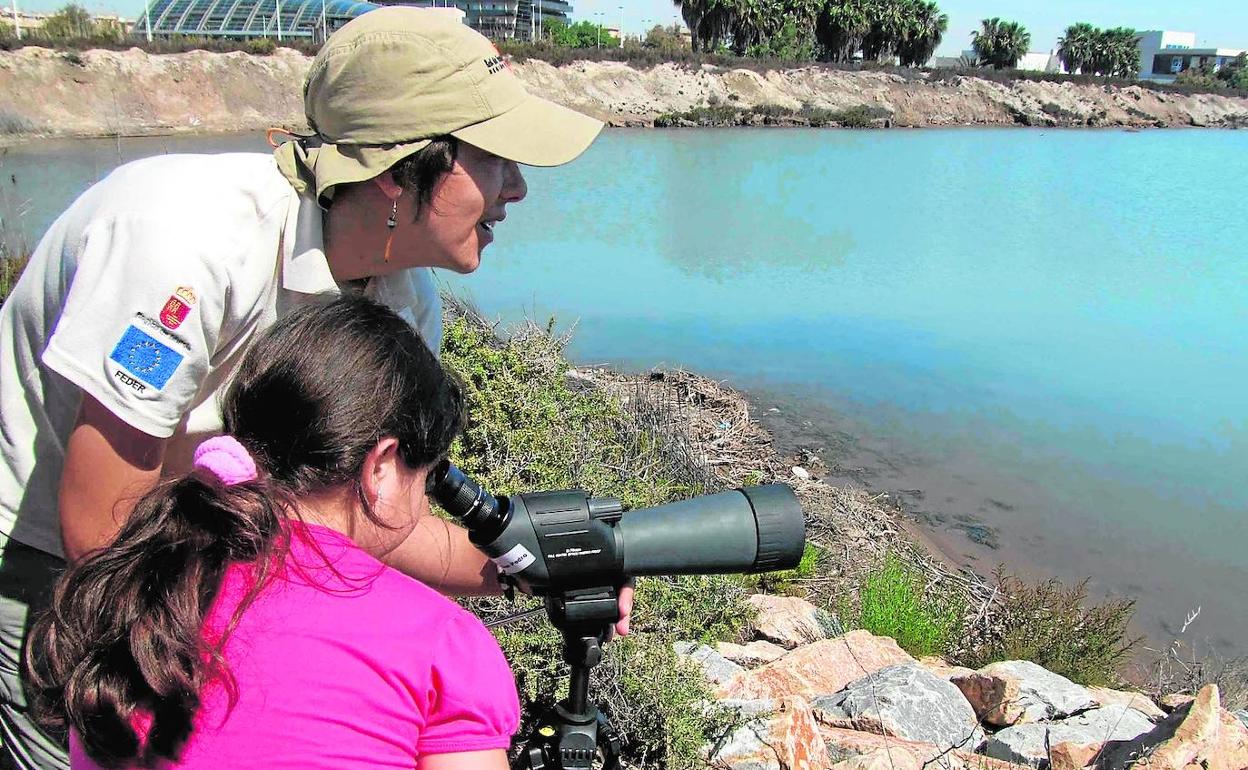 Visita guiada para conocer las aves del Parque Regional de las Salinas de San Pedro.