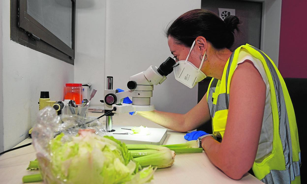 Una inspectora de Sanidad Vegetal analiza productos agrícolas en el laboratorio, ayer. 