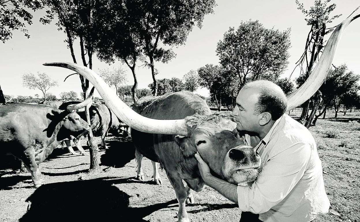 José Gordón con uno de sus bueyes.