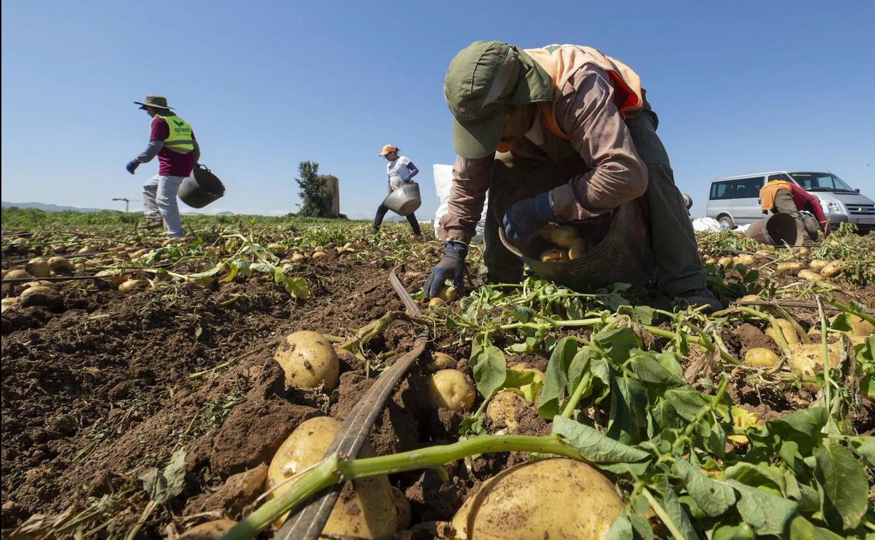 Una cuadrilla de jornaleros recoge patatas en un bancan de la localidad de Los Beatos.