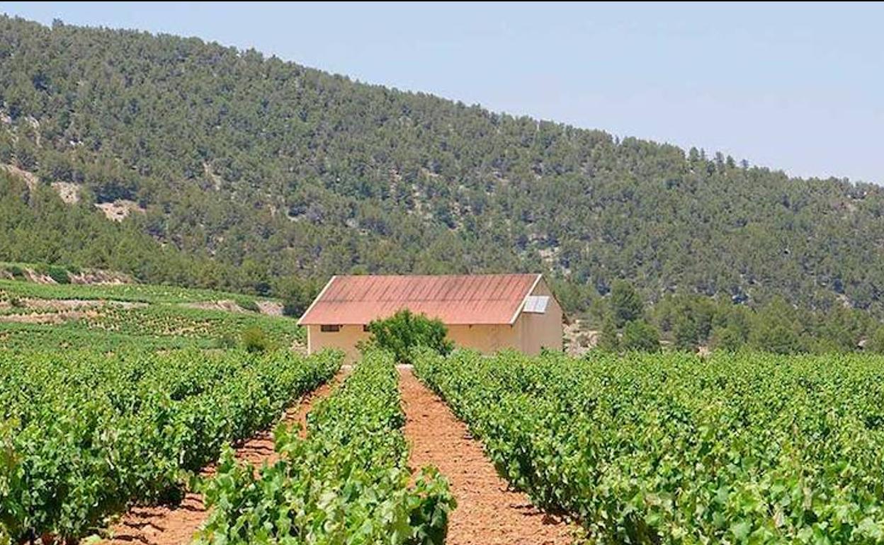 Saboreando el viñedo de altura