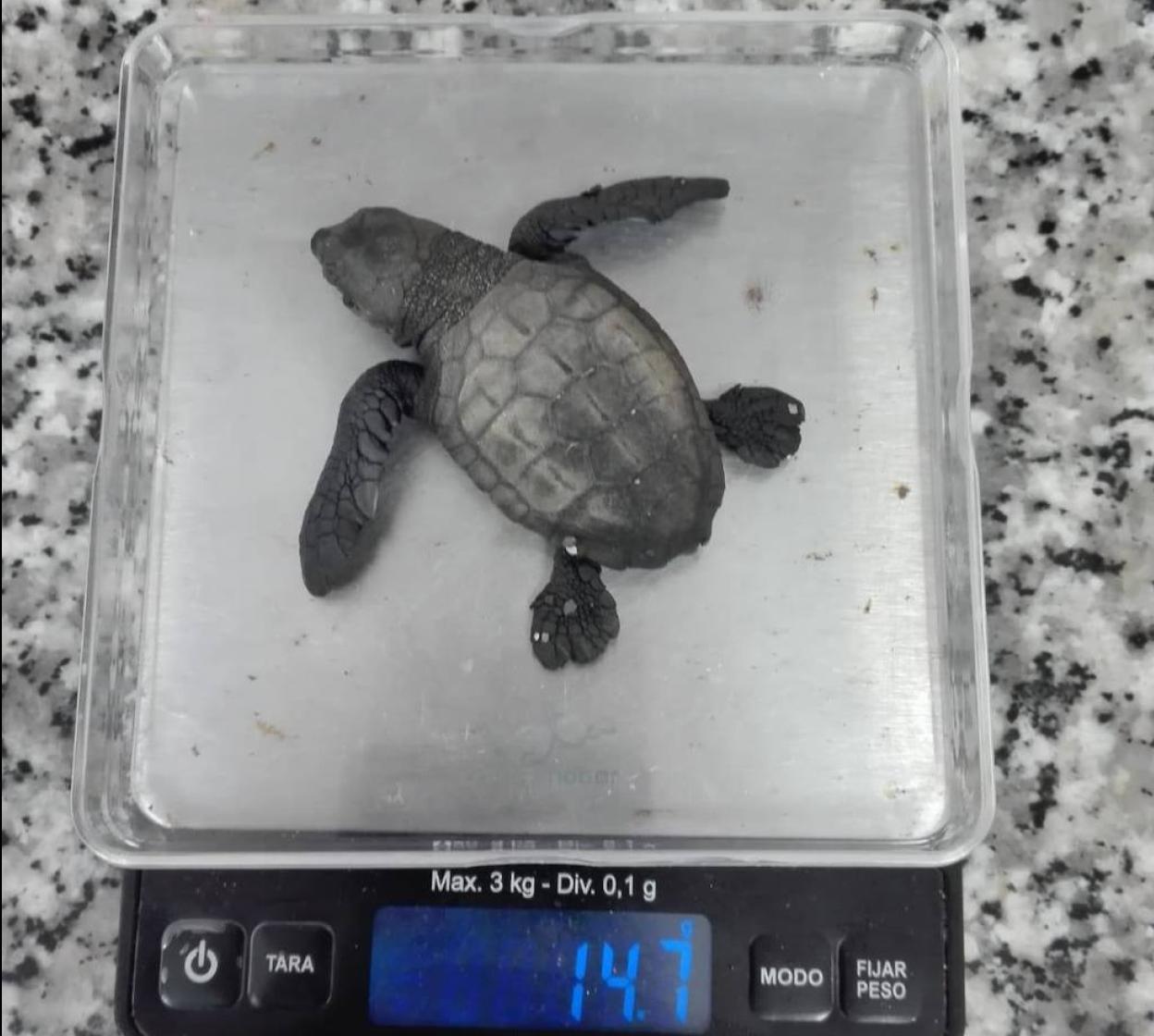 La tortuga boba encontrada en la madrugada del martes.