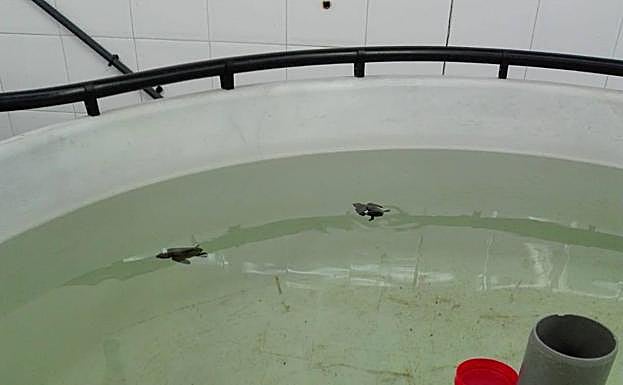 Las dos crías de tortuga boba encontradas en Lorca, en los tanques del Imida.