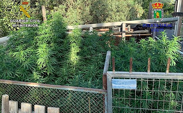 Plantas de marihuana halladas en la finca.
