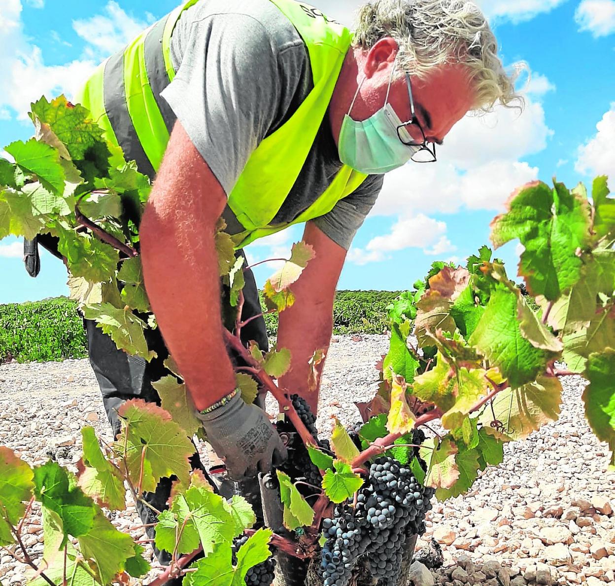 Un trabajador de Bodegas Juan Gil recoge la uva de una de las cepas, el pasado viernes. 
