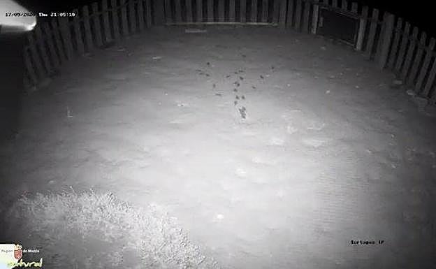 Un grupo de tortugas bobas recién nacidas, en la noche del jueves, durante la emisión en directo en internet.