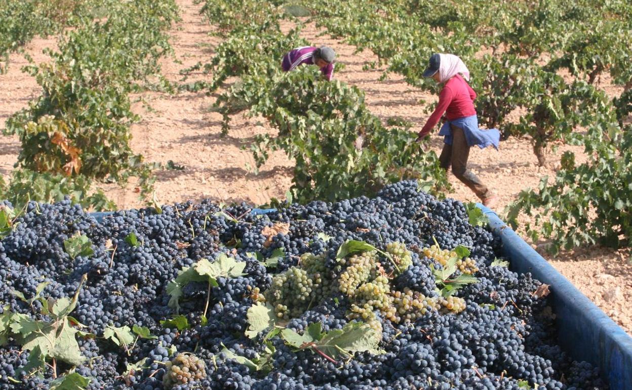 Imagen de archivo de la vendimia en Jumilla. 