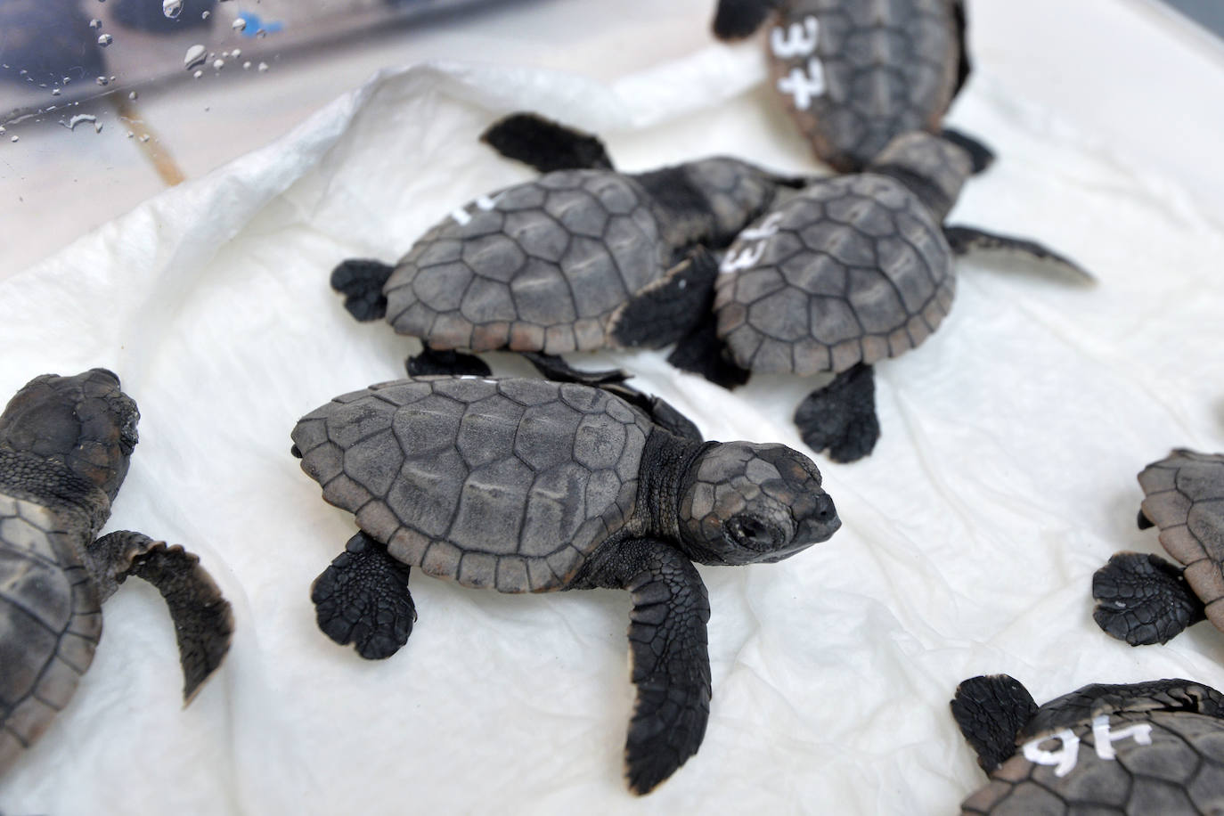 Fotos: 43 tortugas bobas