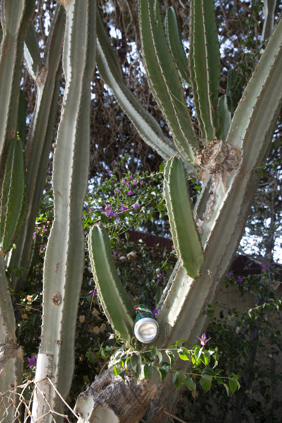 Fotos: El Huerto de Cándido, en La Palma, será un jardín botánico