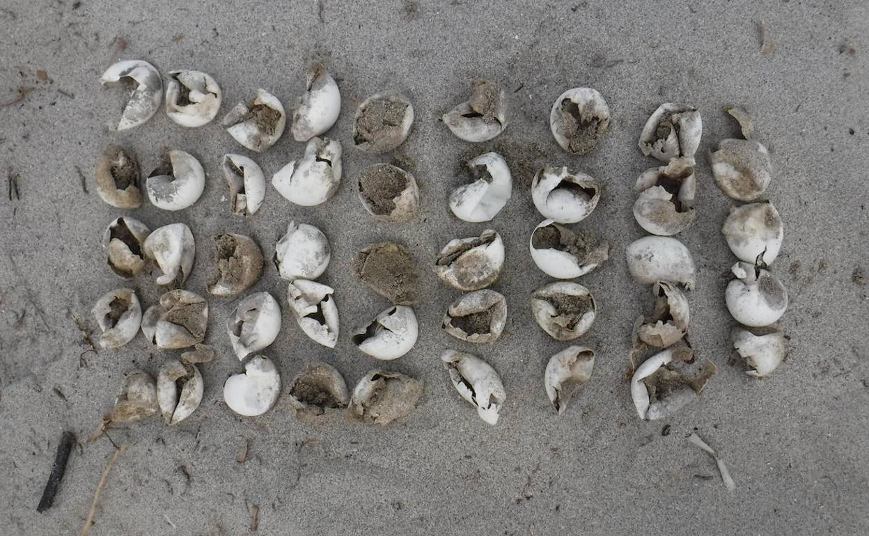 Los 44 huevos eclosionados en el nido de tortuga boba de La Manga.