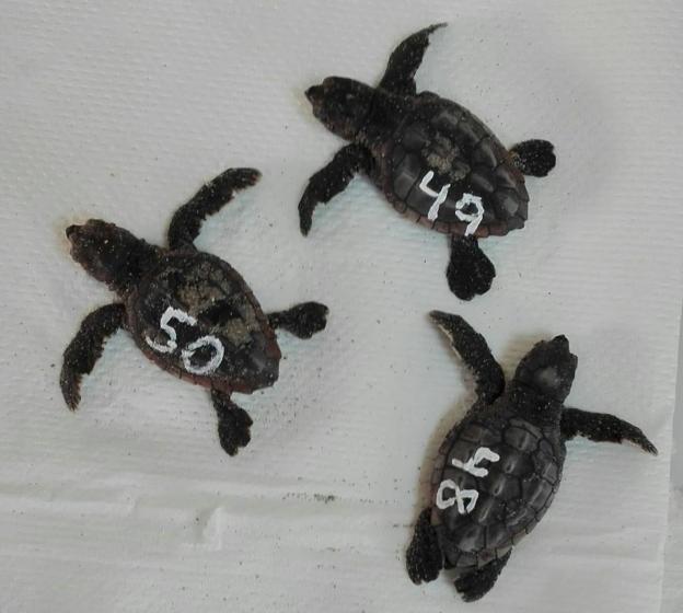 Las tres tortugas que nacieron durante la noche del viernes 18.