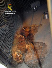 Imagen secundaria 2 - Estado de las instalaciones y los perros que había en su interior, uno de ellos muerto.