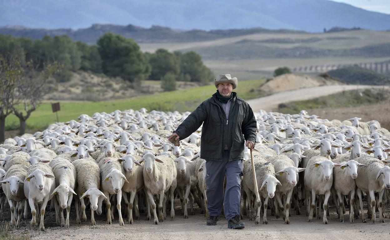 Un pastor conduce su rebaño de ovejas por una cañada del Noroeste de la Región.