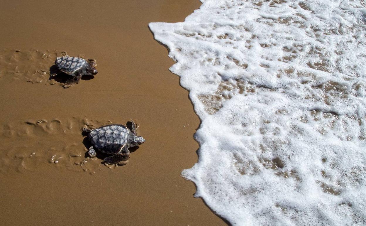Dos ejemplares de tortuga boba liberados este lunes en Calblanque.
