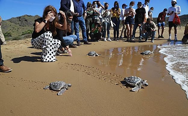 Galería. Un momento de la suelta de tortugas bobas en Cala Arturo.