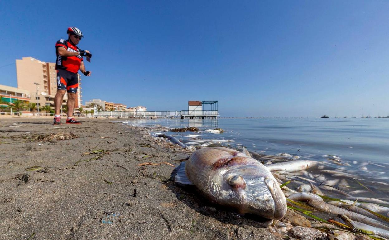 Peces muertos por el episodio de anoxia en el Mar Menor en octubre de 2019.