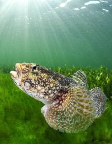 Imagen secundaria 2 - Arriba, la mano del buceador destapa el fango en el fondo de la laguna. Abajo, a la izquierda, ascidias fijadas en un cabo. A la derecha, un ejemplar de 'Gobius cobitis', una de las especies más comunes del Mar Menor, ahora muy escasa. 