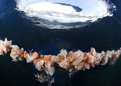 Imagen secundaria 1 - Arriba, la mano del buceador destapa el fango en el fondo de la laguna. Abajo, a la izquierda, ascidias fijadas en un cabo. A la derecha, un ejemplar de 'Gobius cobitis', una de las especies más comunes del Mar Menor, ahora muy escasa. 