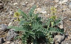 Garbancillo de Tallante.