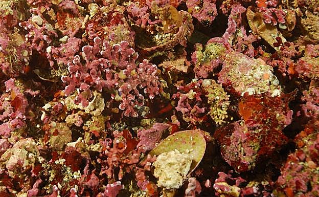 Algas rojas calcáreas en un fondo de maërl.