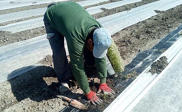 Cultivo de melones con medidas para favorecer a los insectos polinizadores. 