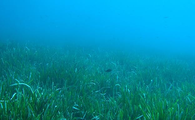 Pradera de posidonia.