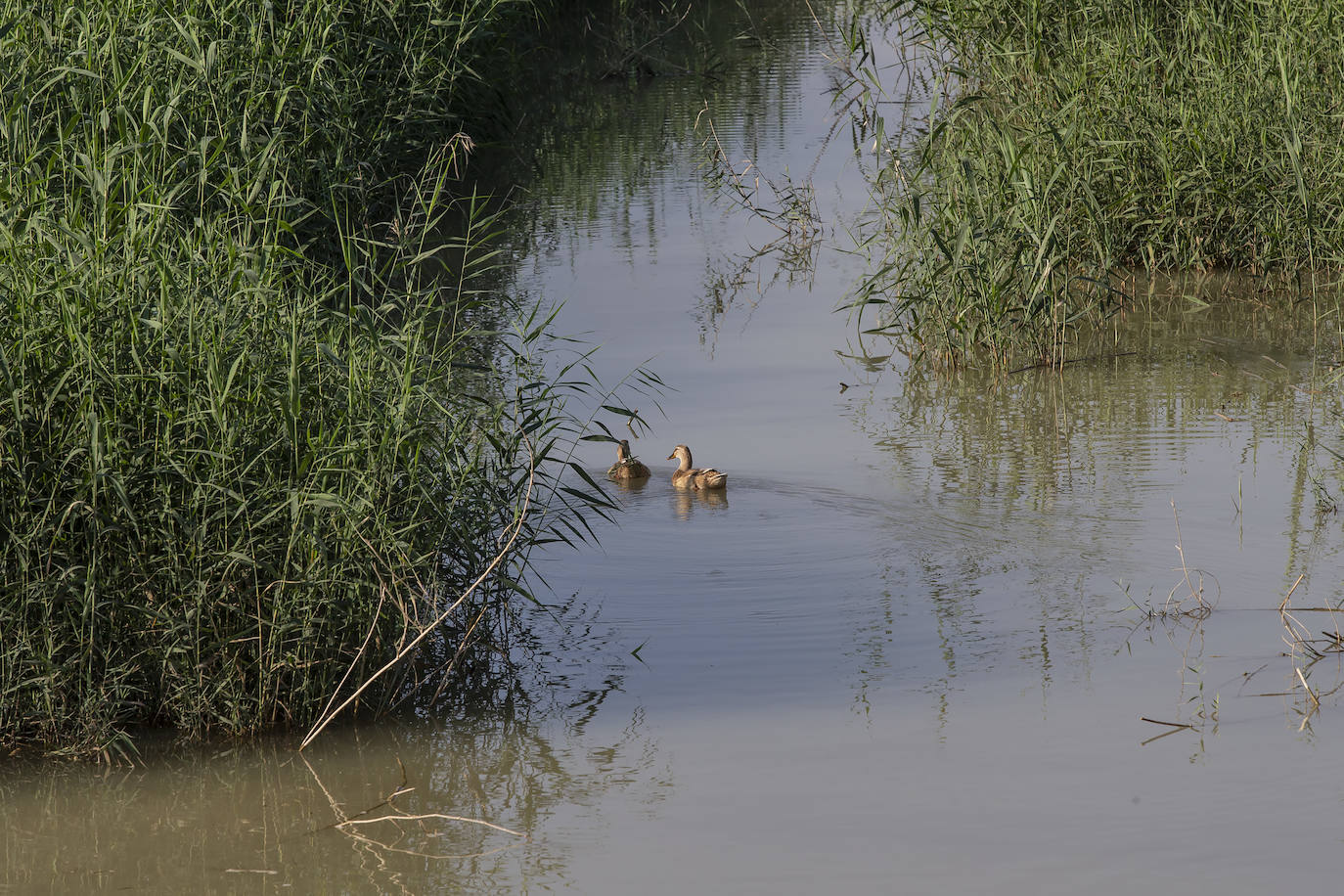 Fotos: El Albujón lleva 21 días vertiendo al Mar Menor debido a una rotura