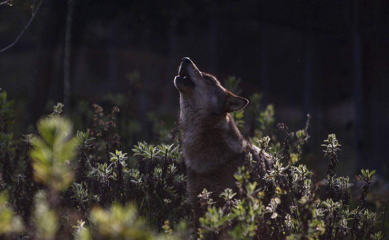 Un lobo ibérico aúlla en el monte.