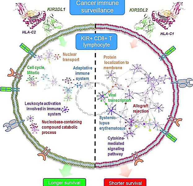 Expresión génica en linfocitos T CD8+ de sangre periférica de los pacientes con cáncer.