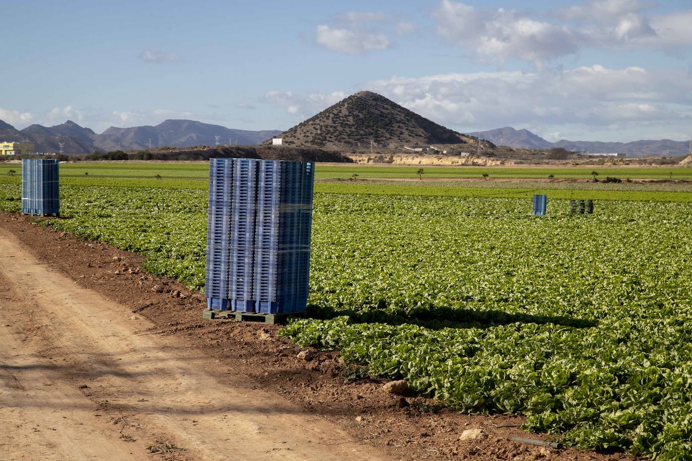Fotos: Jornaleros del campo de Cartagena trabajan durante el día de la huelga
