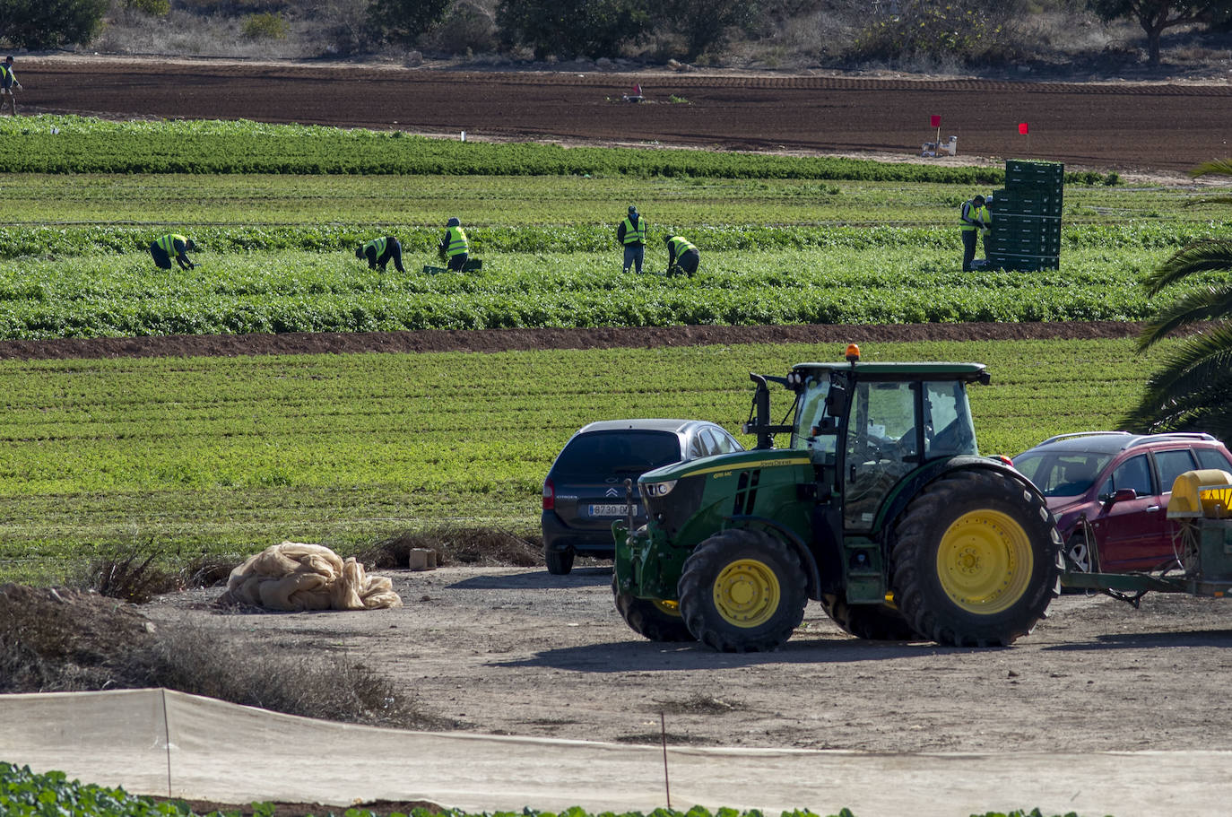 Fotos: Jornaleros del campo de Cartagena trabajan durante el día de la huelga