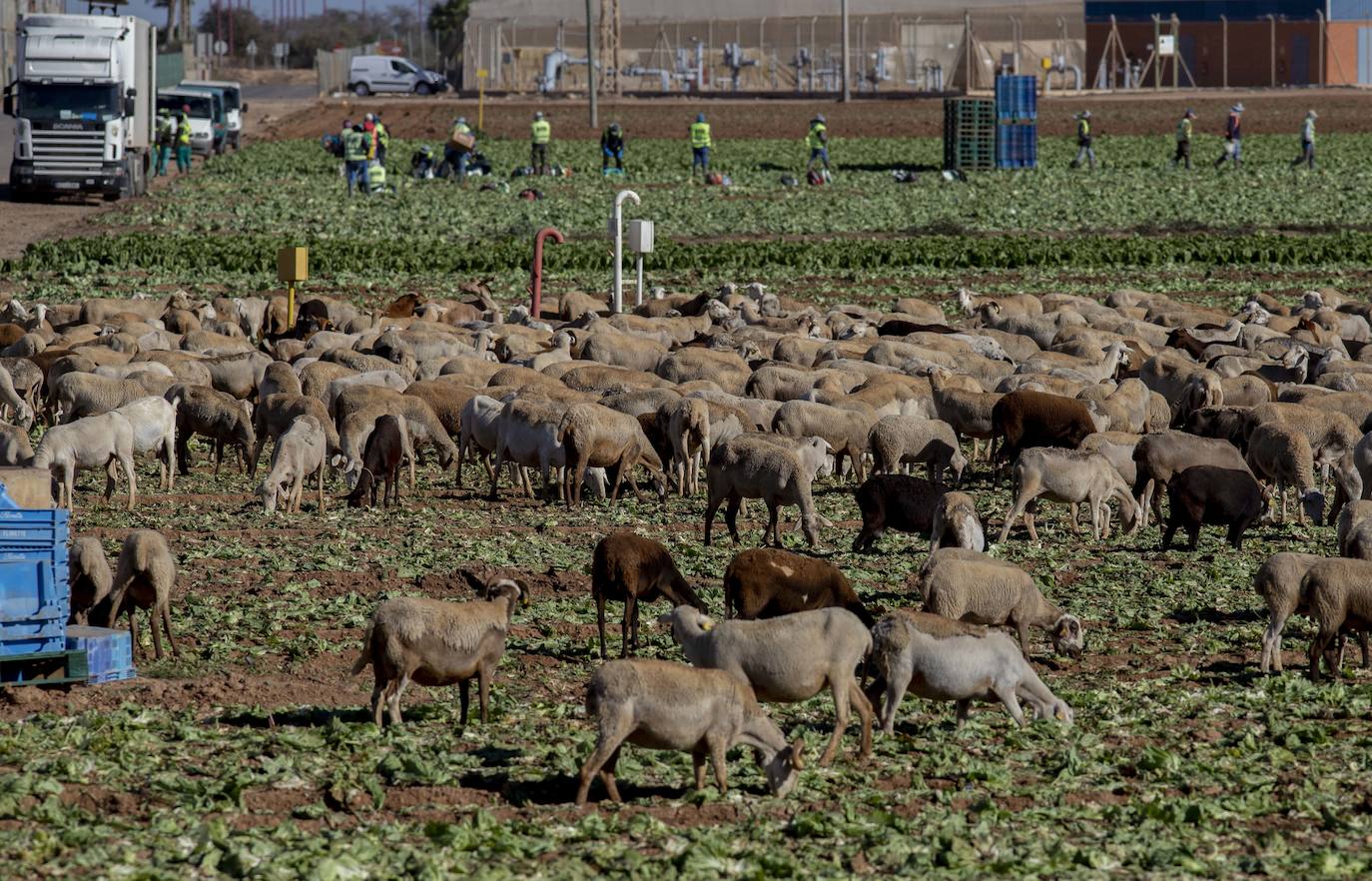 Fotos: Jornaleros del campo de Cartagena trabajan durante el día de la huelga