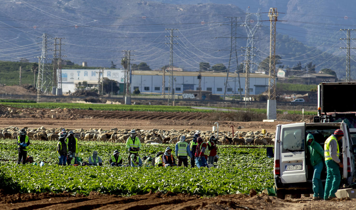 Fotos: Jornaleros del campo de Cartagena trabajan durante el día de la huelga